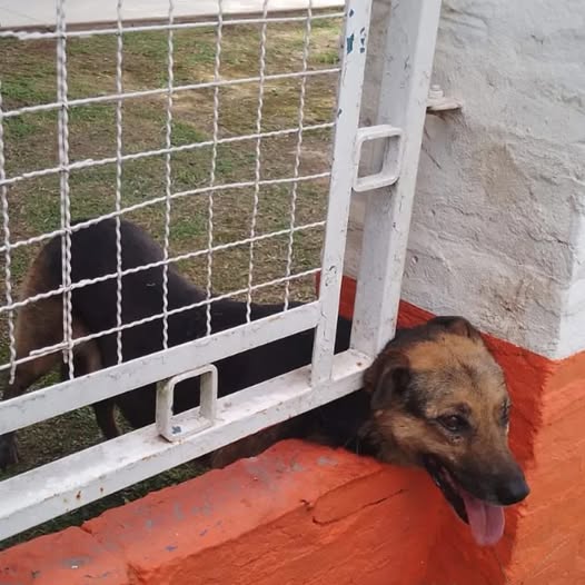 Morteros  - Liberaron a un perro atrapado en rejas de un comercio 